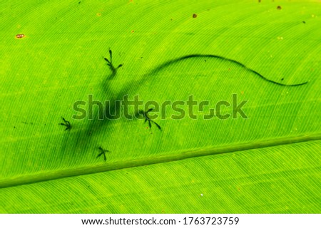 The underside shadow of a lizard on a green leaf 