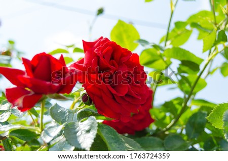 Blooming red rose flower photo