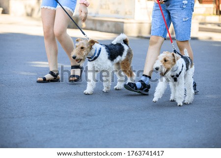 Dog fox terrier in the street background
