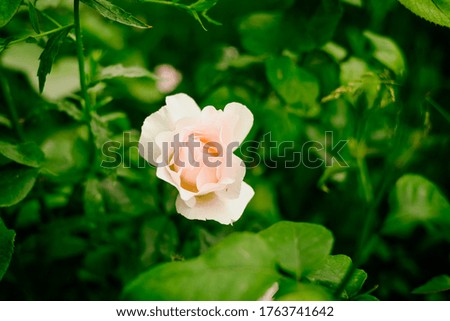 Picture of beautiful Bulgarian roses