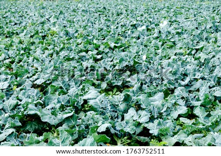 broccoli growing in the field
