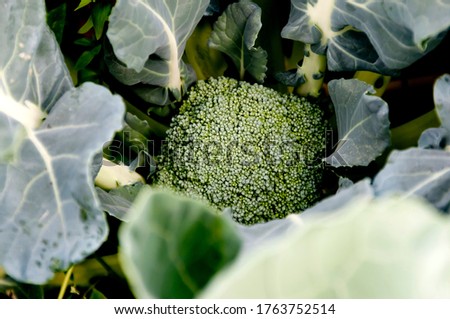 broccoli growing in the field