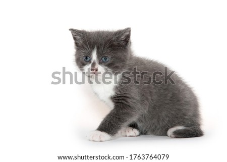 Portrait of cute gray and white four-week-old kitten on white background Royalty-Free Stock Photo #1763764079