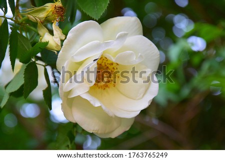 Macro photo with a blooming white rosehip flower on a blurred background with bokeh