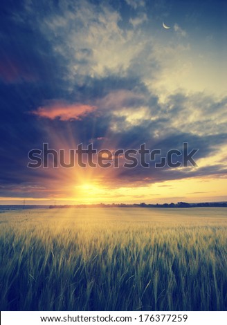 Vintage picture. Cloudy sunset in a wheat field with a moon and beautiful red clouds