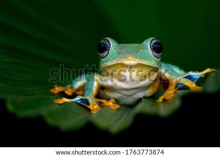  Javan tree frog on front view, Flying frog sitting on green leaves, beautiful tree frog on green leaves, rachophorus reinwardtii