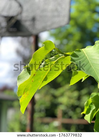 Green leaves in the summer in front of a basketball hoop