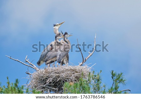 Great Blue Heron nest high in a tree containing a mother and her young. Royalty-Free Stock Photo #1763786546
