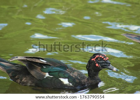 duck in black, brown and green, red head swimming in the river