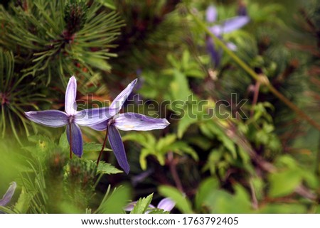 Flowers for desktop background nature