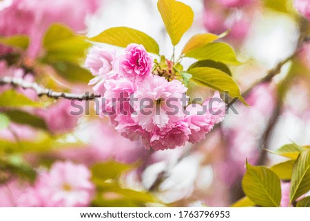 Japanese late cherry blossom in spring park of Xi'an, Shaanxi Province, China