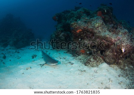 White tipped Reef Shark on the Reef