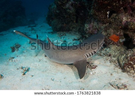 White tipped Reef Shark on the Reef