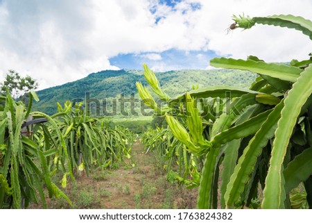 Green Dragon fruit on plant, blue sky, mountain background, in farm.