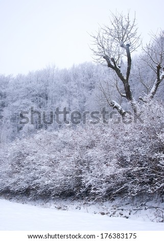 Deep forest covered in snow under a cloudy sky