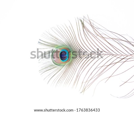 Colorful and Artistic Peacock Feathers. This is a macro photo of an arrangement of luminous peacock feathers, Peacock feathers close up on white soft background. Carnival Festive, banner
