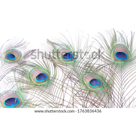 Colorful and Artistic Peacock Feathers. This is a macro photo of an arrangement of luminous peacock feathers, Peacock feathers close up on white soft background. Carnival Festive, banner
