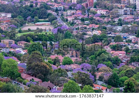 Sydney suburbs with flowering jacarandas