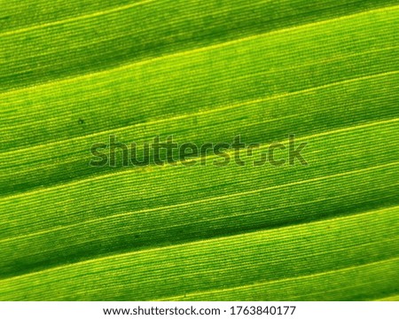 Green line on banana leaves make interesting picture