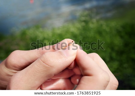 Wet Hands holding the stinger of a honey bee after being stung after swimming, shallow focus on bee stinger Royalty-Free Stock Photo #1763851925