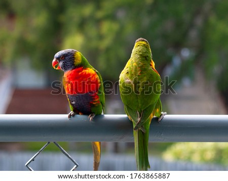 A pair of multicolored vibrant Rainbow Lorikeets in bright sunshine on the balcony handrail  at Gosford, Australia.