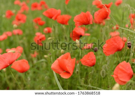 beautiful background with wild poppies