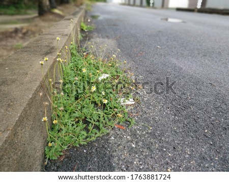 wild grassy weed plant sprout along the asphalt roadside