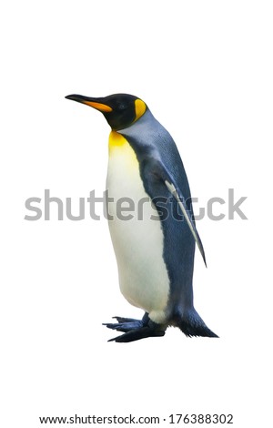 Emperor penguins. isolated on white background 