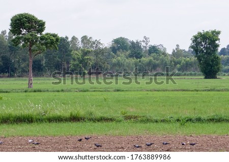 Green rice fields and white clouds in the sky