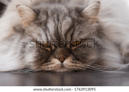 Fluffy Scottish cat close-up lying on the floor. Sad sleepy cat. Portrait of a pet. Face of a kitten. Despondency and sadness. A beautiful thoroughbred cat.