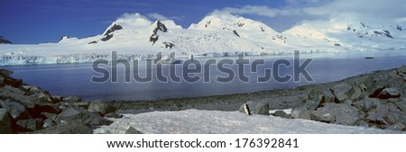 Panoramic view of Chinstrap penguin (Pygoscelis antarctica) among rock formations on Half Moon Island, Bransfield Strait, Antarctica