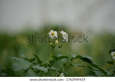 Top sprout, potato shoot with young green leaves and white flowers in the garden close-up in summer on a blurry background