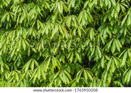 Floral background with texture of Polyalthia longifolia leaves. Full species name - Polyalthia longifolia (Sonn.) Thwaites. Abstract leaves pattern. Stock photo.