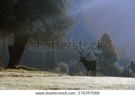 Elk at sunrise, Yosemite, CA