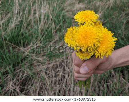 A bouquet of dandelions in the hand of a young man. Part of the image is blurred.