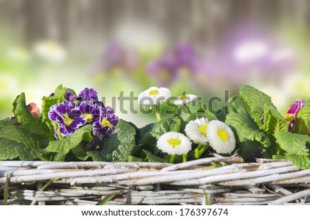 Decoration of primroses and daisies 