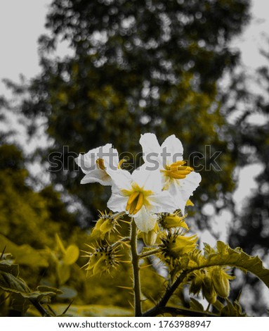 Beautiful white flowers and background