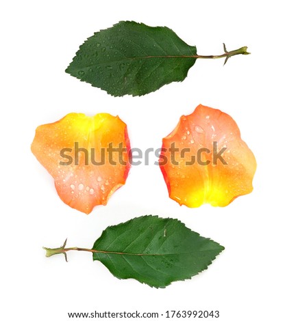 Rose leaf and petal isolated on white background