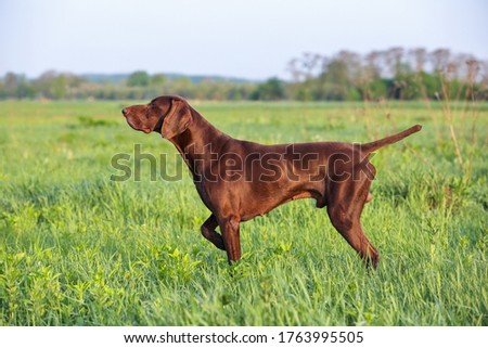 Brown German Shorthaired Pointer. A muscular hunting dog is standing in a point in the field among the green grass. A spring sunny day. Royalty-Free Stock Photo #1763995505