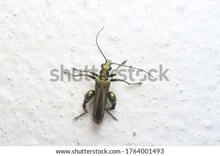 Male oedemera Nobilis, aka false oil beetle, thick-legged flower beetle or swollen-thighed beetle, is clearly pictured against a white painted wall.