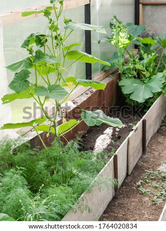 Growing various spicy herbs and vegetables in a greenhouse. Cucumber, zucchini and dill grow in polycarbonate greenhouse