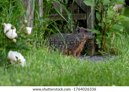 The groundhog , also known as a woodchuck in conservation area in Wisconsin.
