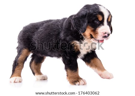 Puppy Bernese Mountain Dog newborn. animal isolated on white background