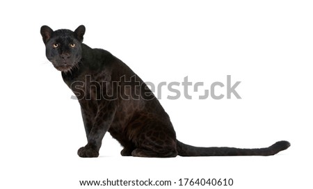 Black Leopard (6 years) in front of a white background, remasterized