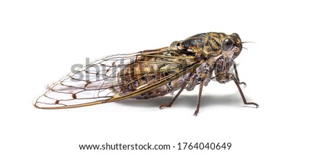 Grey Cicada, isolated on white Royalty-Free Stock Photo #1764040649