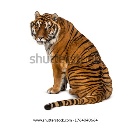 Back view of a Tiger sitting and looking back, isolated on white