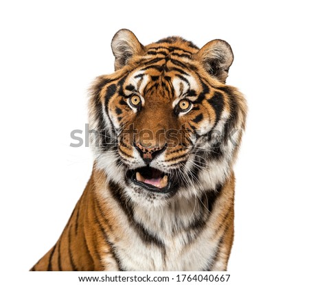 Expressive Tiger's head, isolated on white