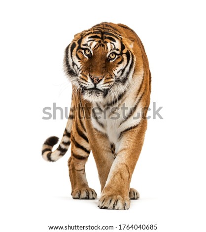 Tiger prowling and approaching, isolated Royalty-Free Stock Photo #1764040685