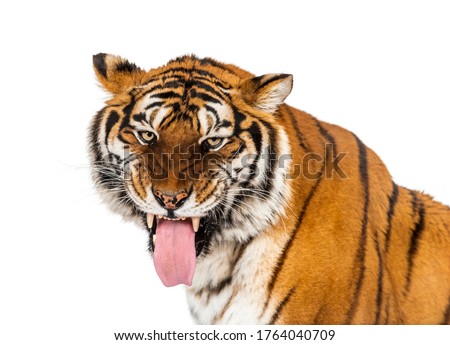 Tiger, mouth open, sniffing the air, isolated on white
