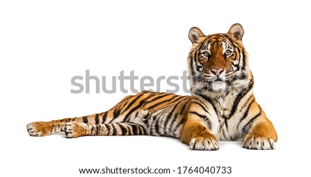 Tiger lying down isolated on white Royalty-Free Stock Photo #1764040733